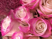 5th Jan 2019 - Sparkling pink roses