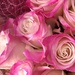 Sparkling pink roses by homeschoolmom