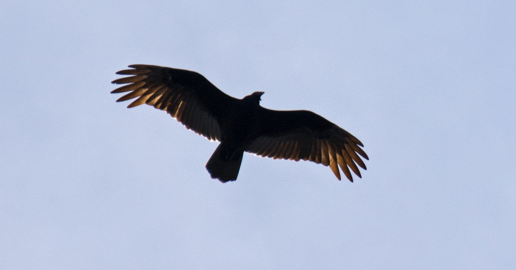 Vulture Silhouette! by rickster549