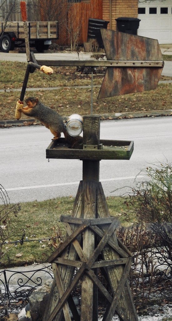 Squirrel feeder by amyk