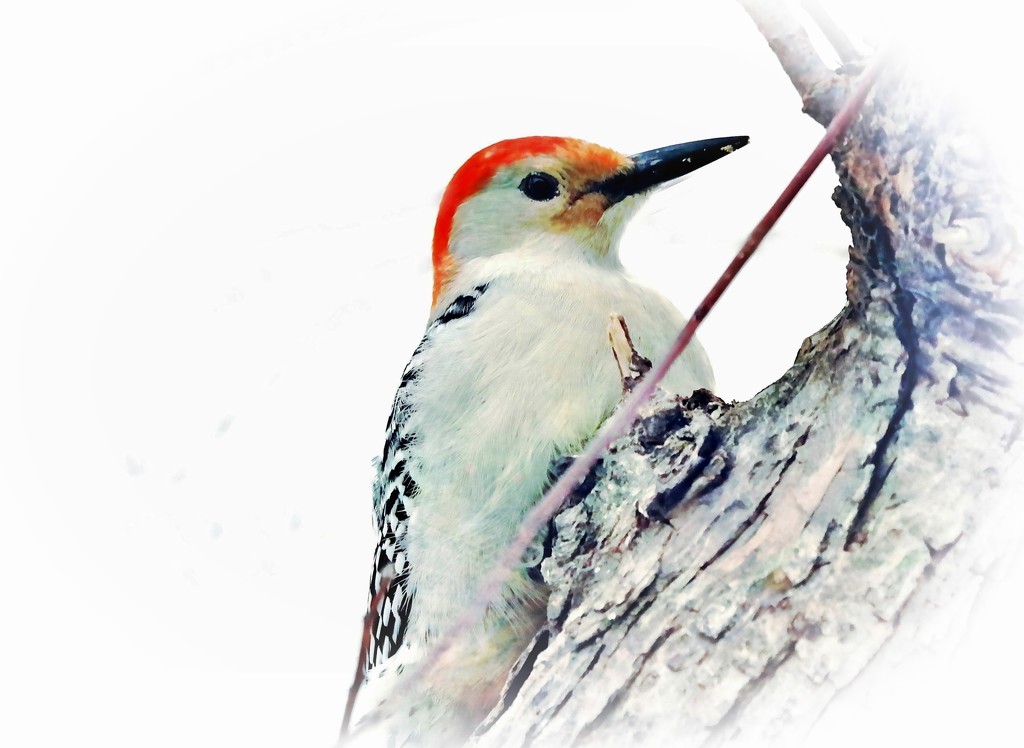 Red Bellied Woodpecker by lynnz