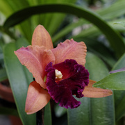 9th Jan 2019 - orchid 