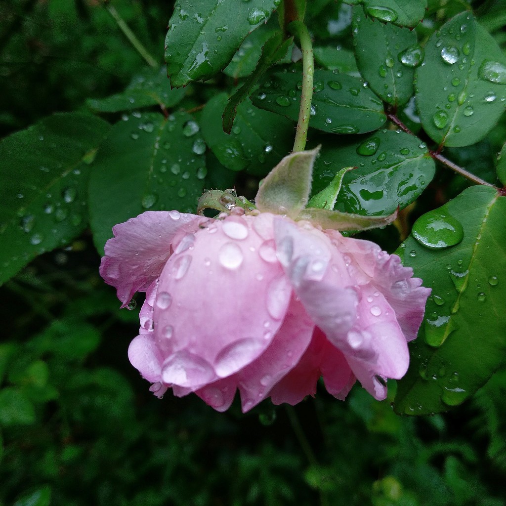 Rose after rain. by jeneurell