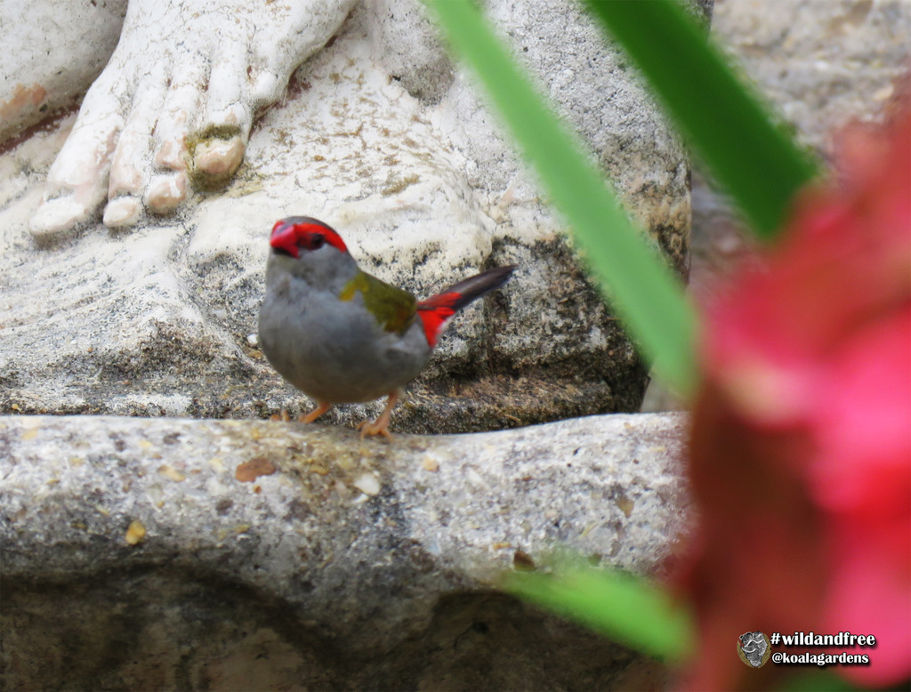 Red Browed Finch by koalagardens