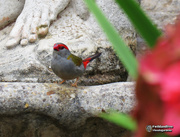 8th Jan 2019 - Red Browed Finch
