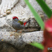 Red Browed Finch by koalagardens