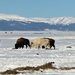 White Buffalo by harbie