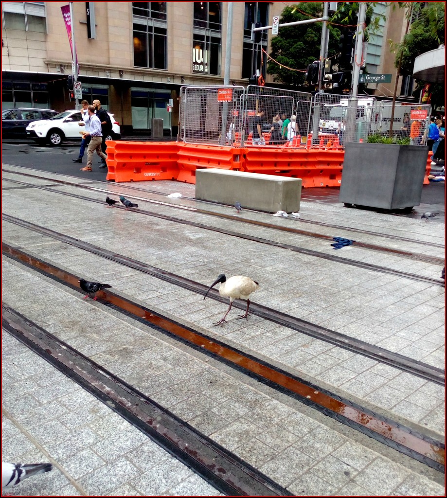 watch out for the trams! by cruiser