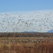 Snow Geese Flying over Cranes by janeandcharlie