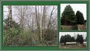 10th Jan 2019 - Birches and fir trees.