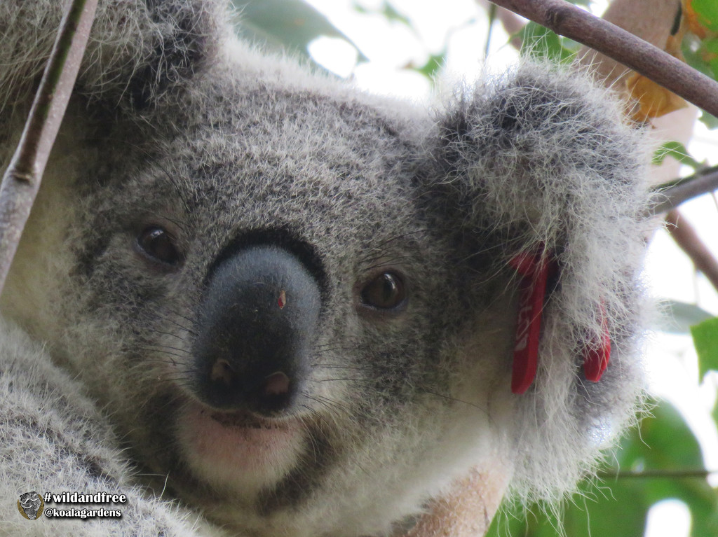 unwelcome bomber by koalagardens