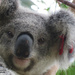 unwelcome bomber by koalagardens