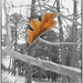 Falling Leaf by joysabin