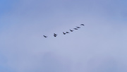 10th Jan 2019 - geese