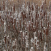 sea of cattails by rminer