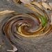 Leaves in Twirl by judyc57