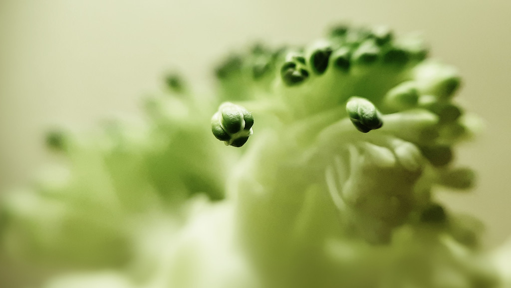 Broccoli of desperation... by m2016