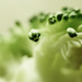 Broccoli of desperation... by m2016