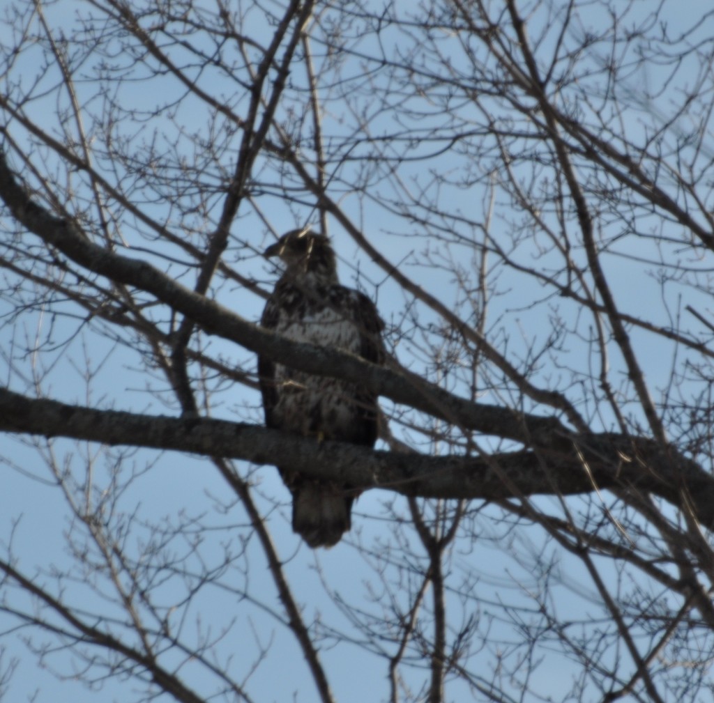 Juvenile Bald Eagle by frantackaberry