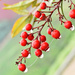 Bird Berries by joysfocus