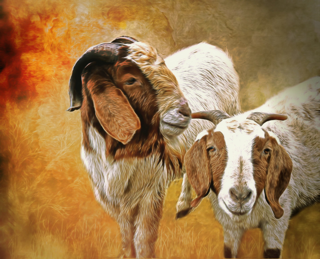 Goat Love by joysfocus