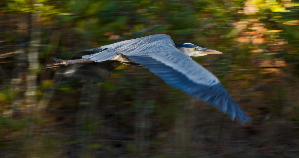Panning the Blue Heron With Low Shutter Speed! by rickster549