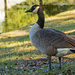 Mr Goose Posing for His Shot! by rickster549