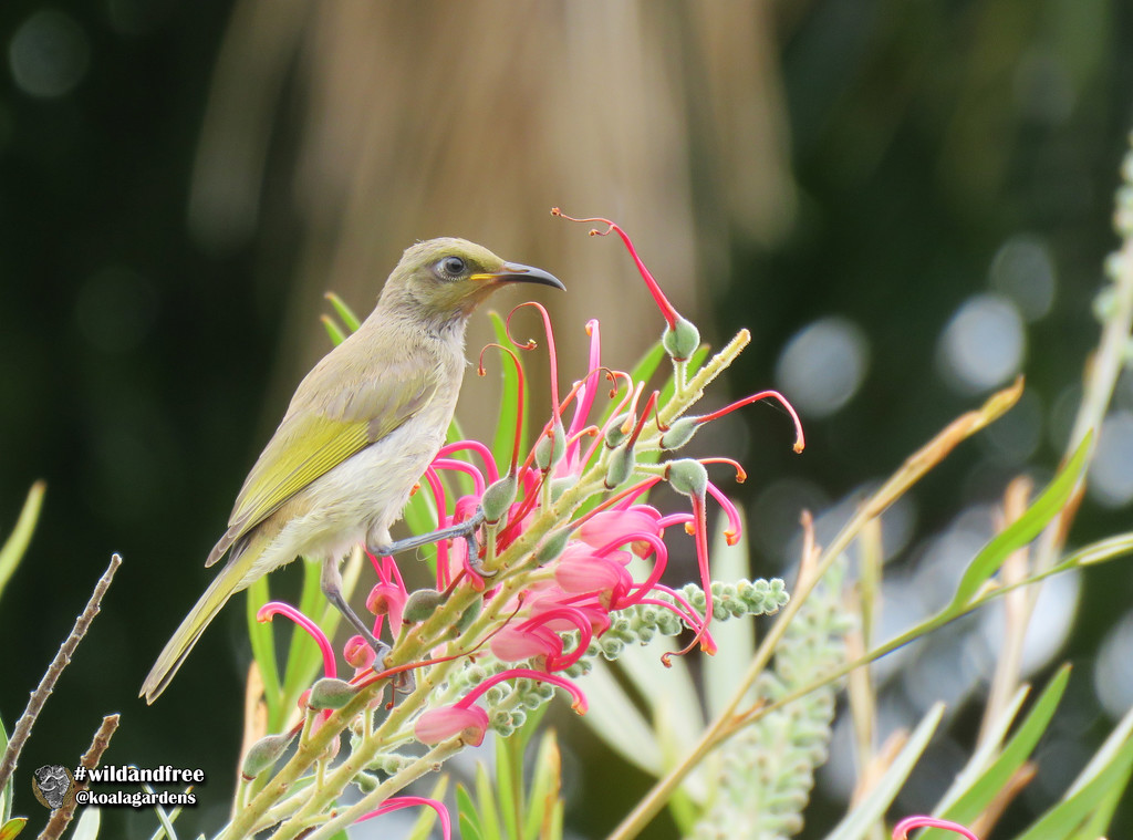 Young Brown Honey Eater by koalagardens