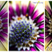 flower comparison by sugarmuser