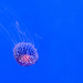 jellyfish by ulla
