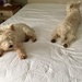 Getting help changing my bed! by pamknowler