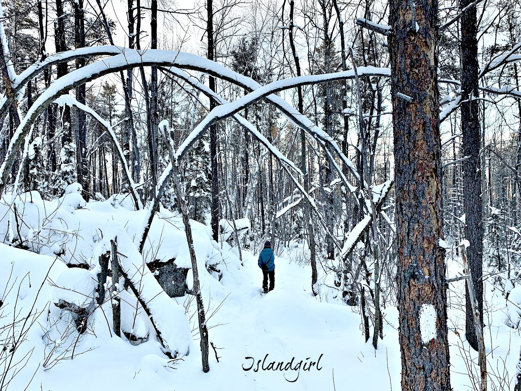 Snowshoe in the Bush by radiogirl