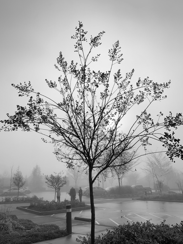 Fog by shutterbug49