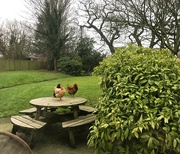 11th Jan 2019 - Not on the table please!