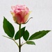 Backlit rose by rosie00