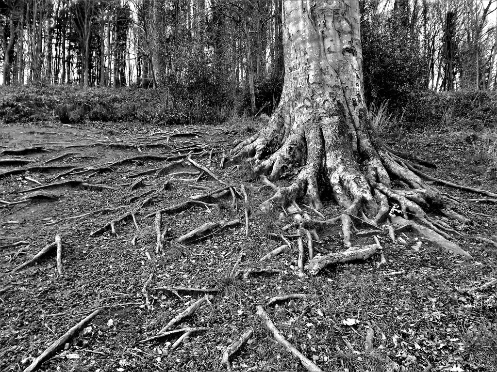 Rooted by ajisaac