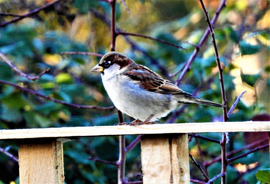  House Sparrow  by susiemc