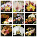  My Orchids by susiemc
