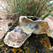 Shells! by bigmxx