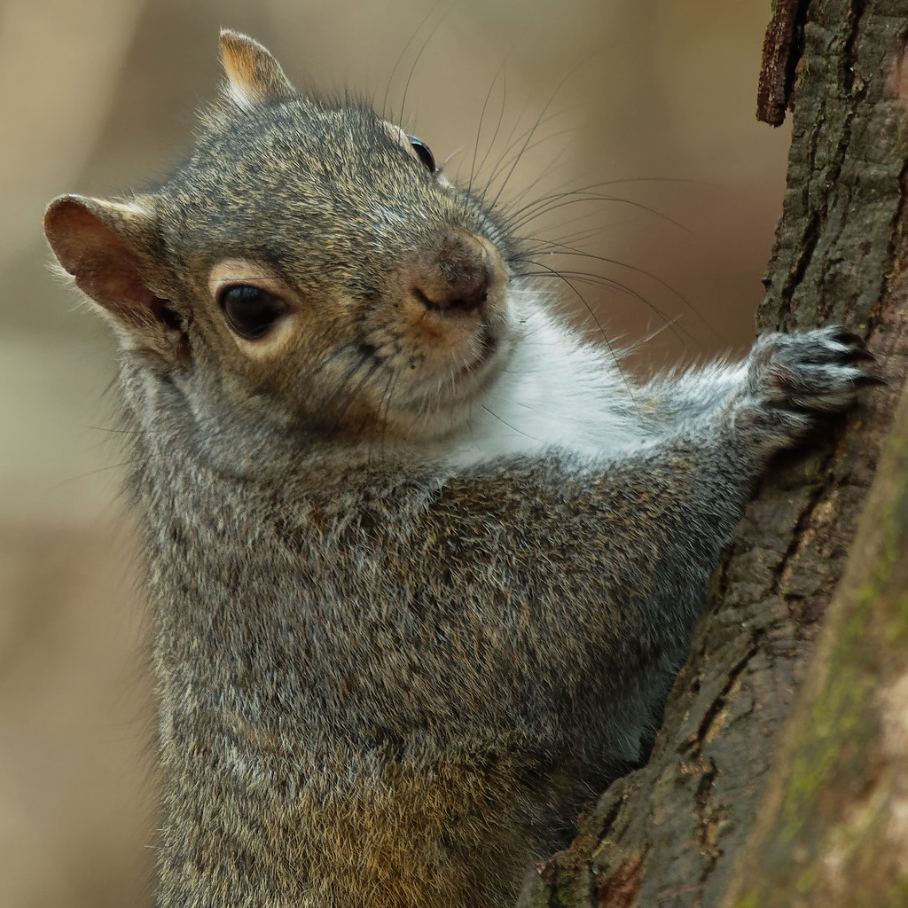 squirrel closeup by rminer