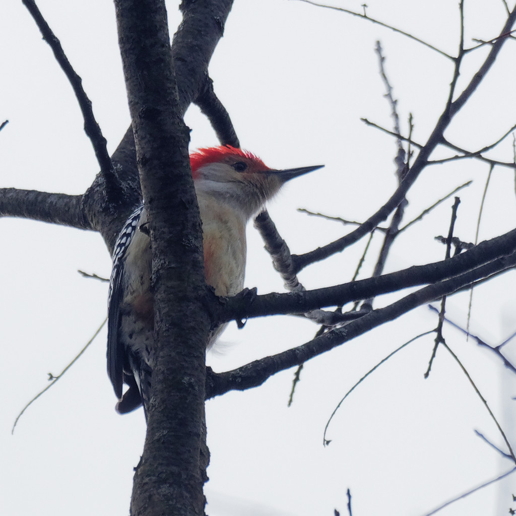 red-bellied woodpecker square by rminer
