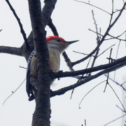 11th Jan 2019 - red-bellied woodpecker square