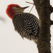 11th Jan 2019 - red-bellied woodpecker closeup