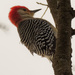 red-bellied woodpecker closeup by rminer