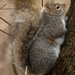squirrel 13 by rminer