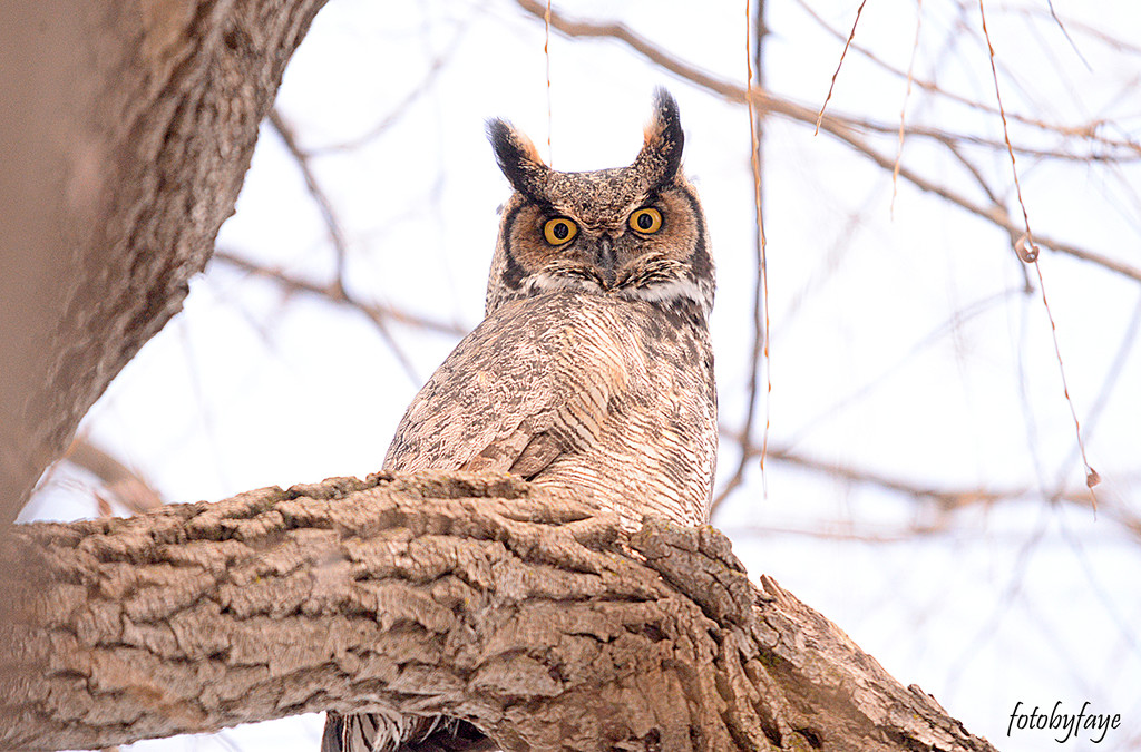 Great Horned Owl! by fayefaye