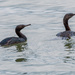 Pelagic Cormorants by nicoleweg