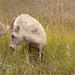 Big Horn Sheep by lstasel
