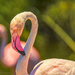 Flamingo Friday '19 02 by stray_shooter