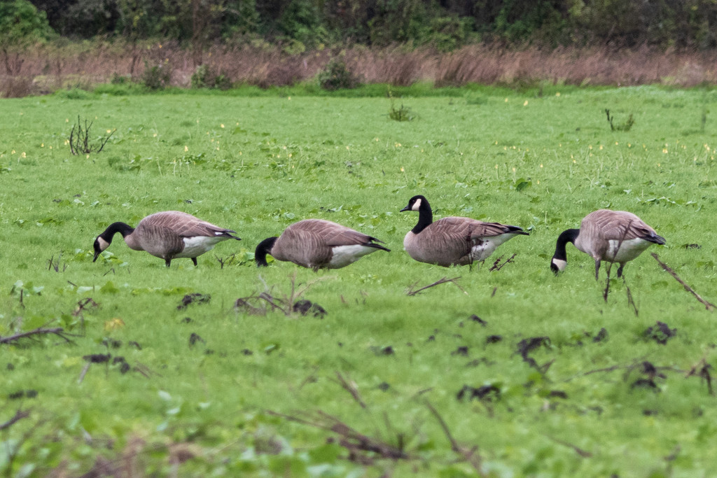 Geese in a Row by nicoleweg